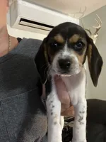 Little one, a female Beagle for sale in Bergen, NY – 5 of 6