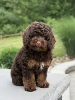 Benson, a male Poodle - Miniature  for sale in Millersburg, OH – 6 of 7