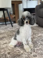 Joey, a male Poodle - Miniature  for sale in Millersburg, OH – 6 of 7