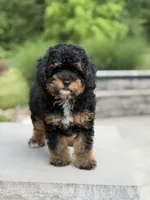 Pepsi, a male Poodle - Miniature  for sale in Millersburg, OH – 2 of 7