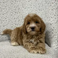 Gracie , a female Miniature Goldendoodle for sale in Millersburg, OH – Photo 4 of 6