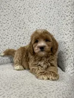 Gracie , a female Miniature Goldendoodle for sale in Millersburg, OH – Photo 4 of 6