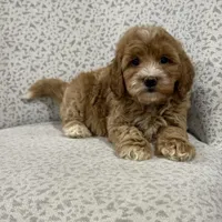 Gracie , a female Miniature Goldendoodle for sale in Millersburg, OH – Photo 6 of 6