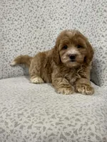 Gracie , a female Miniature Goldendoodle for sale in Millersburg, OH – Photo 6 of 6