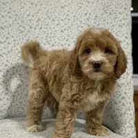 Gracie , a female Miniature Goldendoodle for sale in Millersburg, OH – Photo 5 of 6
