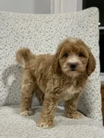 Gracie , a female Miniature Goldendoodle for sale in Millersburg, OH – Photo 5 of 6