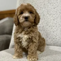 Gracie , a female Miniature Goldendoodle for sale in Millersburg, OH – Photo 1 of 6