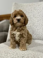 Gracie , a female Miniature Goldendoodle for sale in Millersburg, OH – Photo 1 of 6