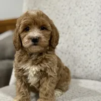 Gracie , a female Miniature Goldendoodle for sale in Millersburg, OH – Photo 2 of 6