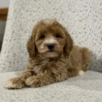 Gracie , a female Miniature Goldendoodle for sale in Millersburg, OH – Photo 3 of 6