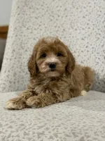 Gracie , a female Miniature Goldendoodle for sale in Millersburg, OH – Photo 3 of 6