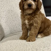 Smoky, a male Miniature Goldendoodle for sale in Millersburg, OH – Photo 1 of 6