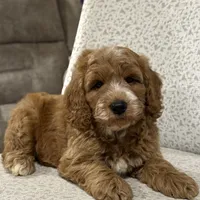 Smoky, a male Miniature Goldendoodle for sale in Millersburg, OH – Photo 4 of 6