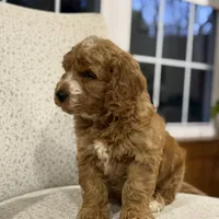 Smoky, a male Miniature Goldendoodle for sale in Millersburg, OH – Photo 2 of 6