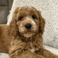 Smoky, a male Miniature Goldendoodle for sale in Millersburg, OH – Photo 5 of 6