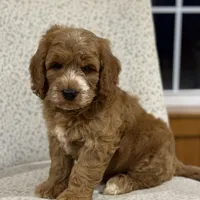 Smoky, a male Miniature Goldendoodle for sale in Millersburg, OH – Photo 3 of 6