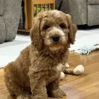Smoky, a male Miniature Goldendoodle for sale in Millersburg, OH – Photo 6 of 6