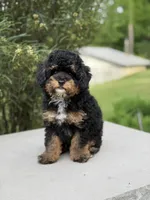 Pepsi, a male Poodle - Miniature  for sale in Millersburg, OH – 6 of 7
