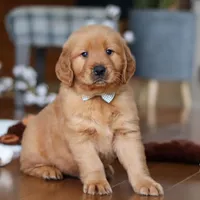 King, a male Golden Retriever for sale in Millersburg, OH – Photo 4 of 8