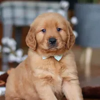 King, a male Golden Retriever for sale in Millersburg, OH – Photo 3 of 8