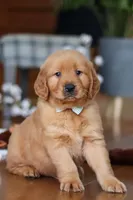 King, a male Golden Retriever for sale in Millersburg, OH – Photo 2 of 8