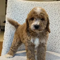 Sunny, a female Miniature Goldendoodle for sale in Millersburg, OH – Photo 5 of 7