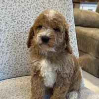 Sunny, a female Miniature Goldendoodle for sale in Millersburg, OH – Photo 6 of 7