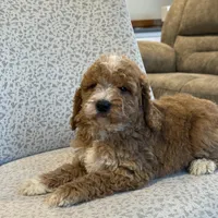 Sunny, a female Miniature Goldendoodle for sale in Millersburg, OH – Photo 7 of 7