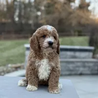 Sunny, a female Miniature Goldendoodle for sale in Millersburg, OH – Photo 2 of 7