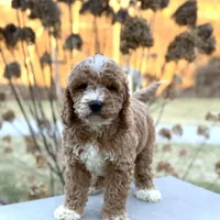 Sunny, a female Miniature Goldendoodle for sale in Millersburg, OH – Photo 1 of 7