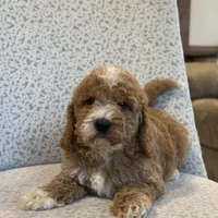 Sunny, a female Miniature Goldendoodle for sale in Millersburg, OH – Photo 3 of 7
