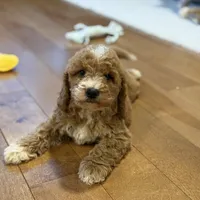 Sunny, a female Miniature Goldendoodle for sale in Millersburg, OH – Photo 4 of 7