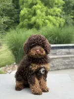 Cola, a male Poodle - Miniature  for sale in Millersburg, OH – 7 of 8