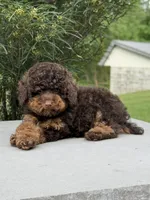 Cola, a male Poodle - Miniature  for sale in Millersburg, OH – 8 of 8