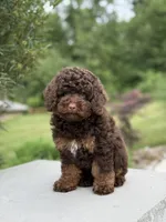 Benson, a male Poodle - Miniature  for sale in Millersburg, OH – 7 of 7