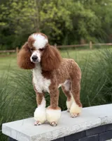 Joey, a male Poodle - Miniature  for sale in Millersburg, OH – 7 of 7