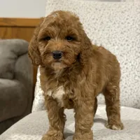 Cozy, a female Miniature Goldendoodle for sale in Millersburg, OH – Photo 5 of 5