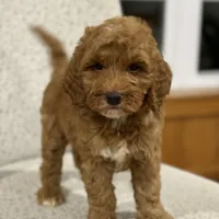 Cozy, a female Miniature Goldendoodle for sale in Millersburg, OH – Photo 1 of 5
