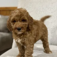 Cozy, a female Miniature Goldendoodle for sale in Millersburg, OH – Photo 4 of 5