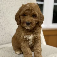 Cozy, a female Miniature Goldendoodle for sale in Millersburg, OH – Photo 3 of 5