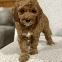 Cozy, a female Miniature Goldendoodle for sale in Millersburg, OH – Photo 2 of 5