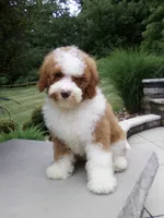 Titan , a male Poodle - Miniature  for sale in Millersburg, OH – 2 of 5
