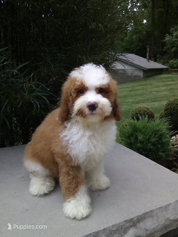 Titan  – Poodle - Miniature  puppy for sale in Millersburg, OH