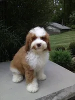 Titan , a male Poodle - Miniature  for sale in Millersburg, OH – 1 of 5