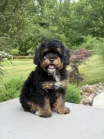 Pepsi, a male Poodle - Miniature  for sale in Millersburg, OH – 7 of 7