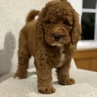 Solar, a male Miniature Goldendoodle for sale in Millersburg, OH – Photo 2 of 6