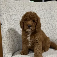 Solar, a male Miniature Goldendoodle for sale in Millersburg, OH – Photo 3 of 6