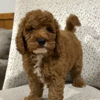 Solar, a male Miniature Goldendoodle for sale in Millersburg, OH – Photo 6 of 6