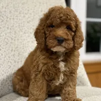 Solar, a male Miniature Goldendoodle for sale in Millersburg, OH – Photo 4 of 6