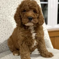 Solar, a male Miniature Goldendoodle for sale in Millersburg, OH – Photo 1 of 6